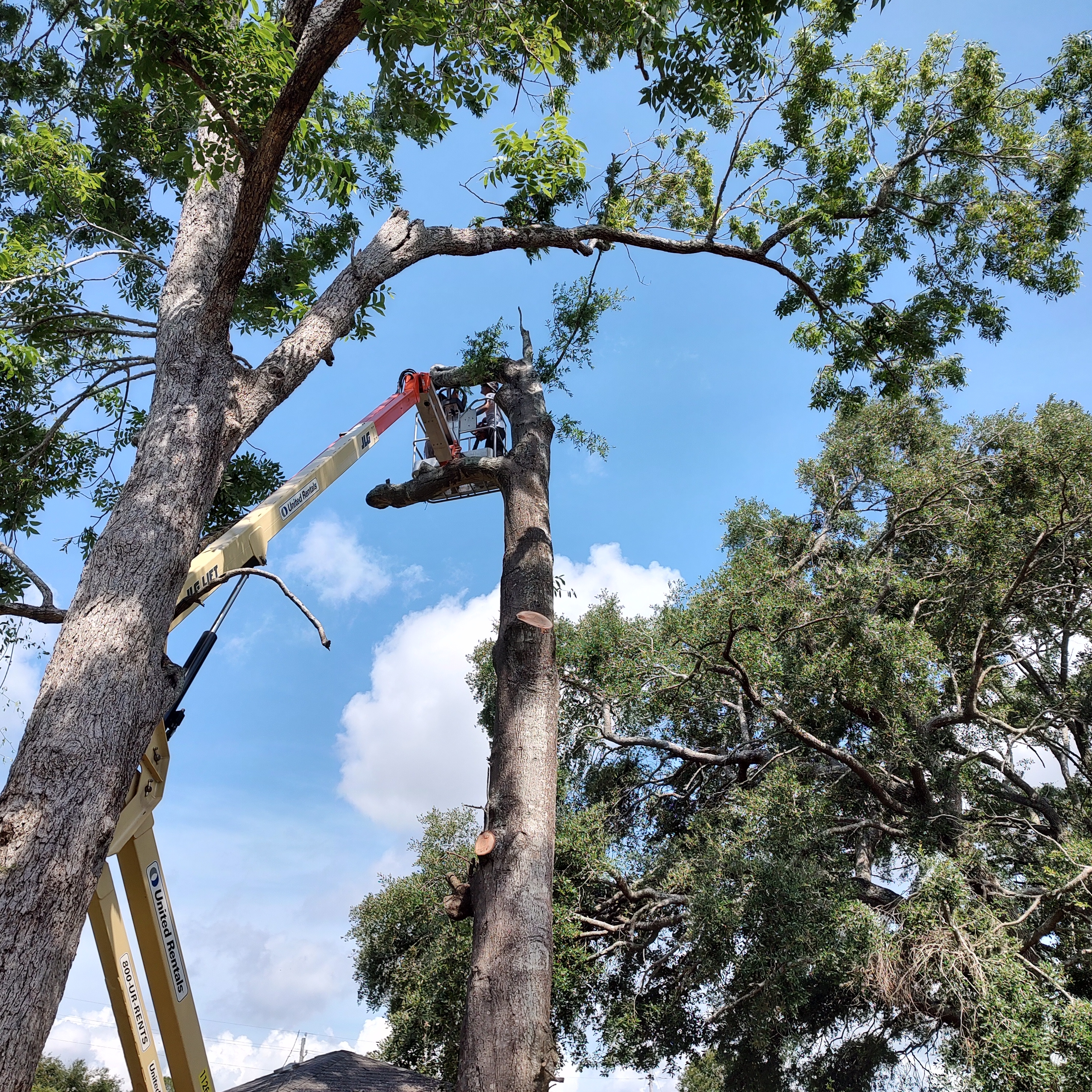 Avatar for Quality Tree Service