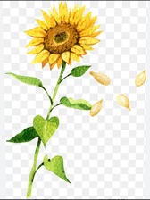 Avatar for Shine Bright cleaning