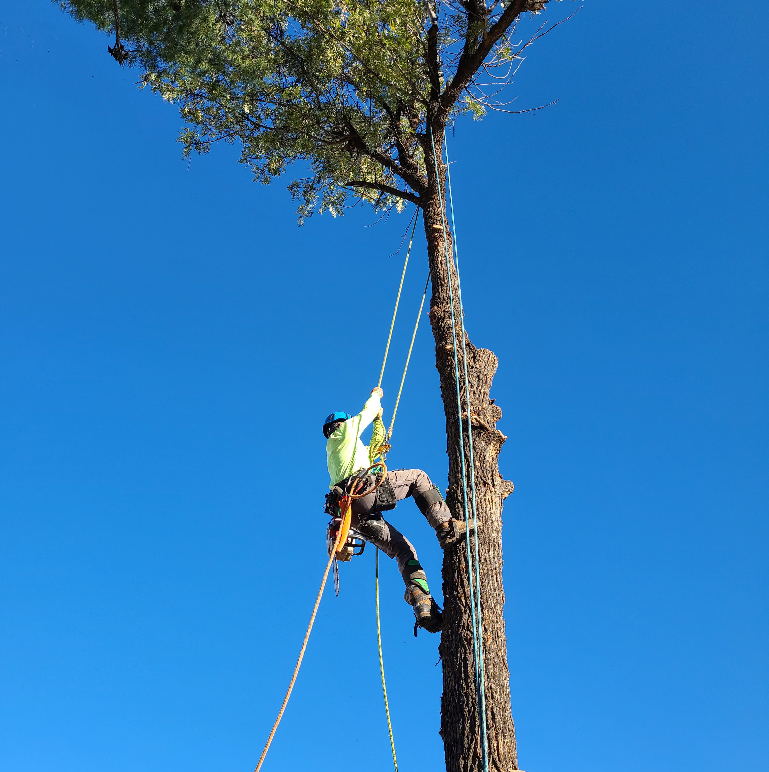 Avatar for Branching Out Tree Service