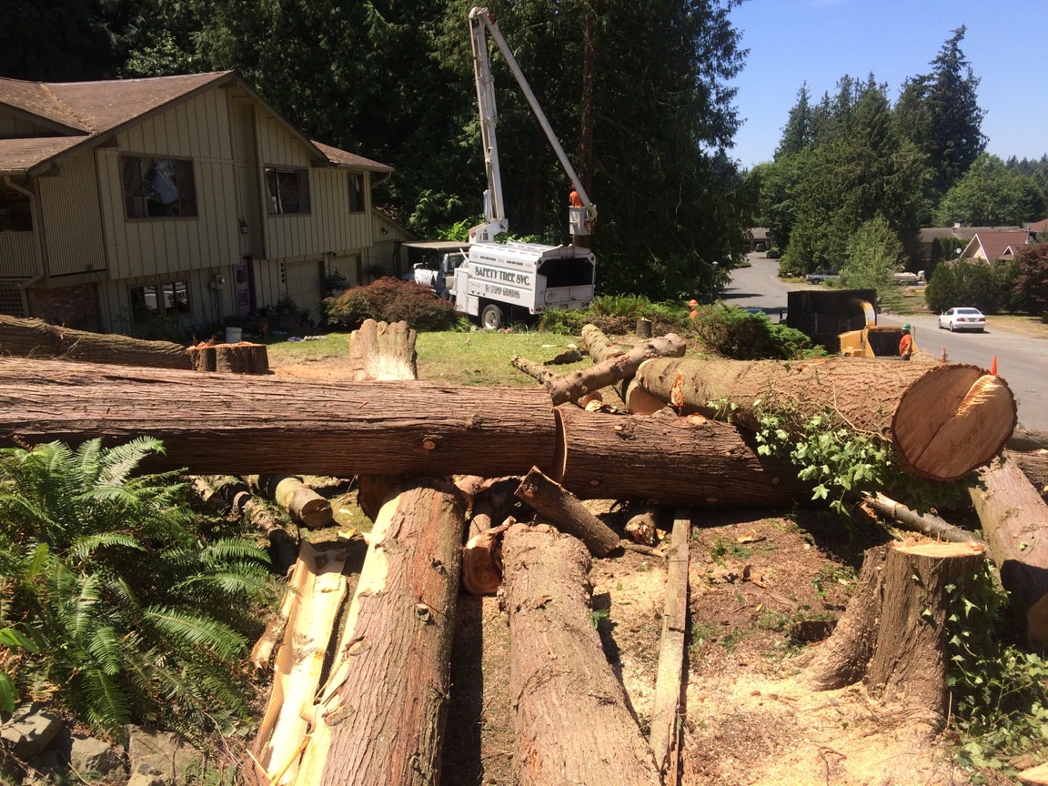 Avatar for A-1 Safety Tree Service