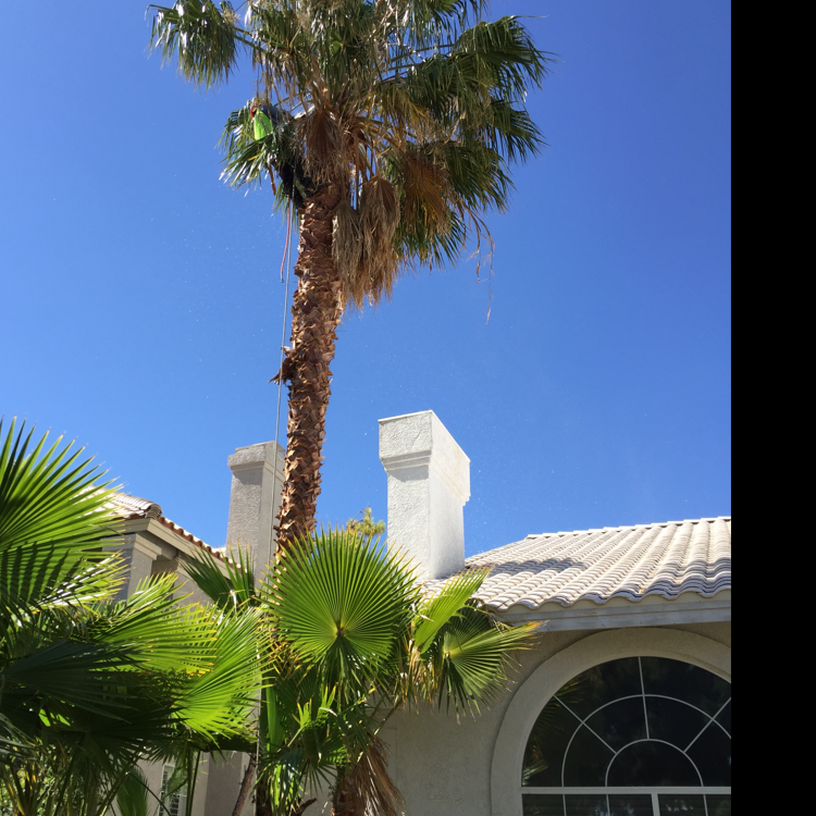 Avatar for Vargas Tree Service & Maintenance