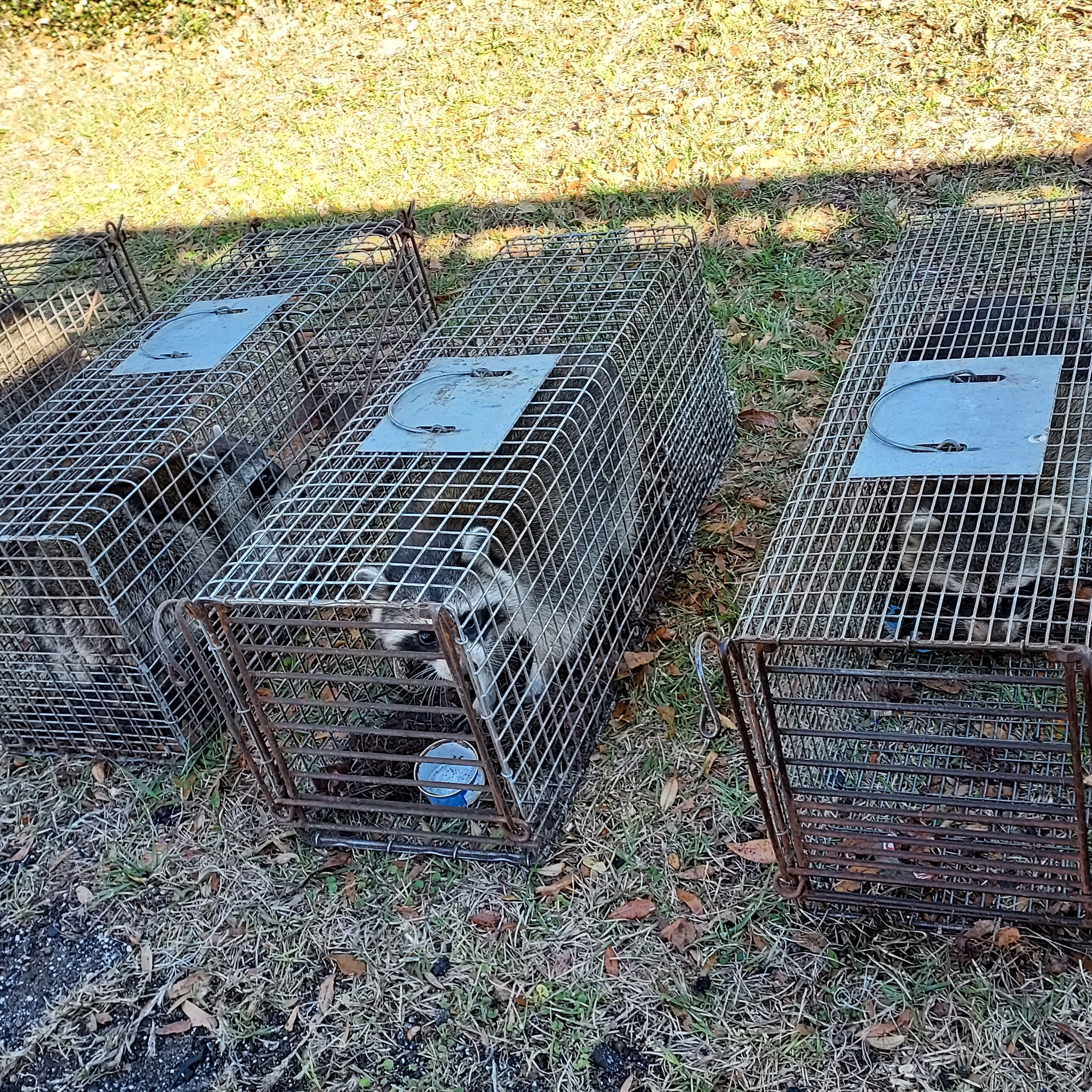 Avatar for Blakes Wildlife Removal