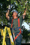 Avatar for Jimmie Nettles Tree Service Inc