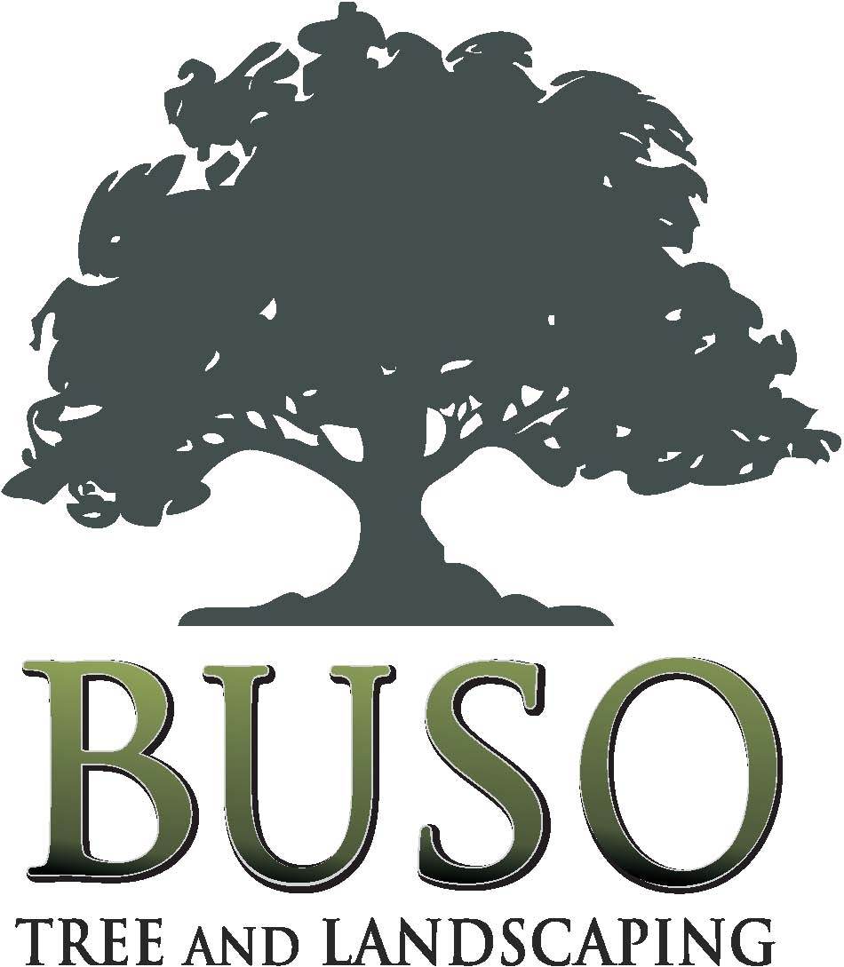 Avatar for Buso Tree and Landscaping