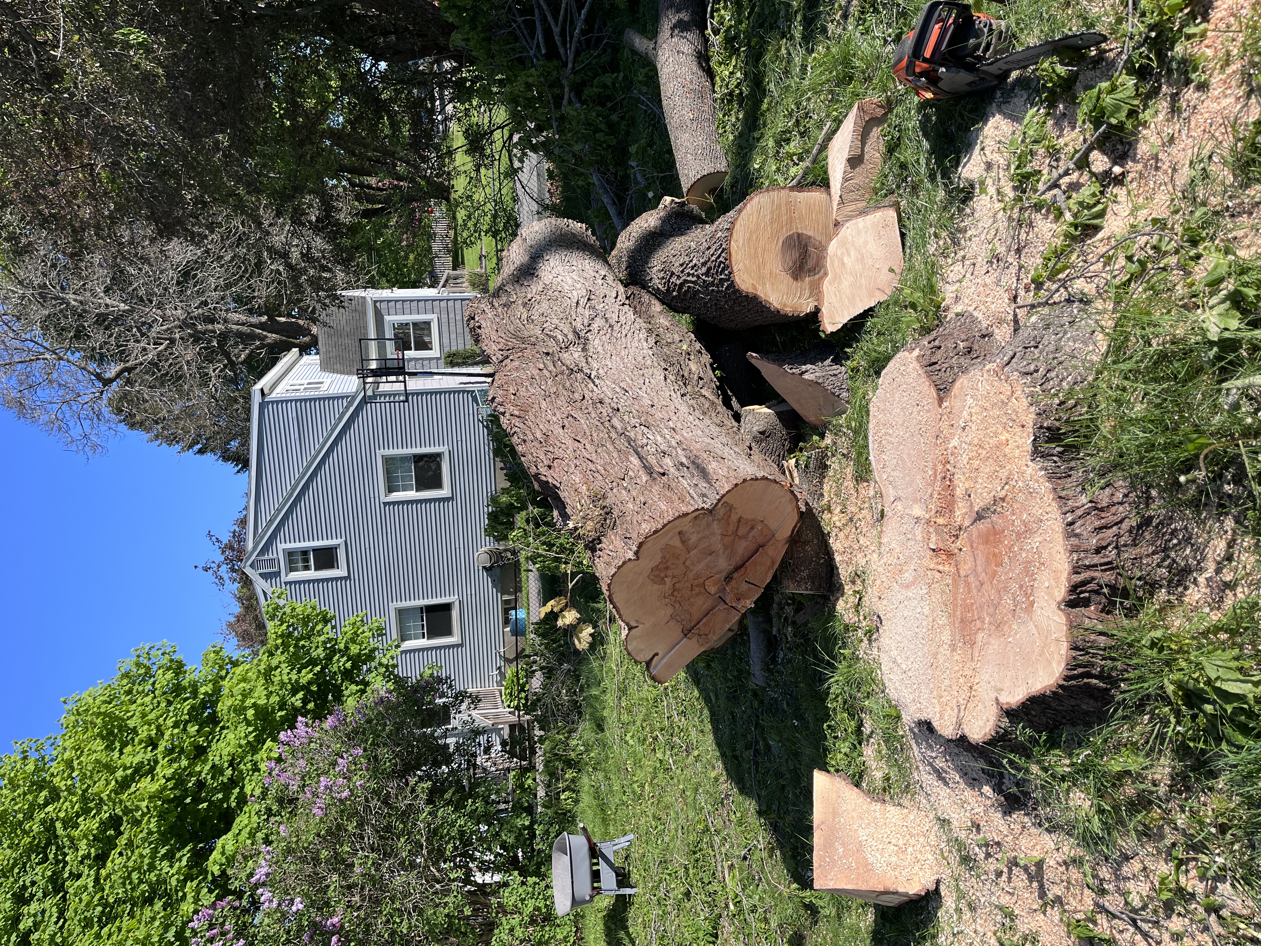 Avatar for DMC Tree Service Removal