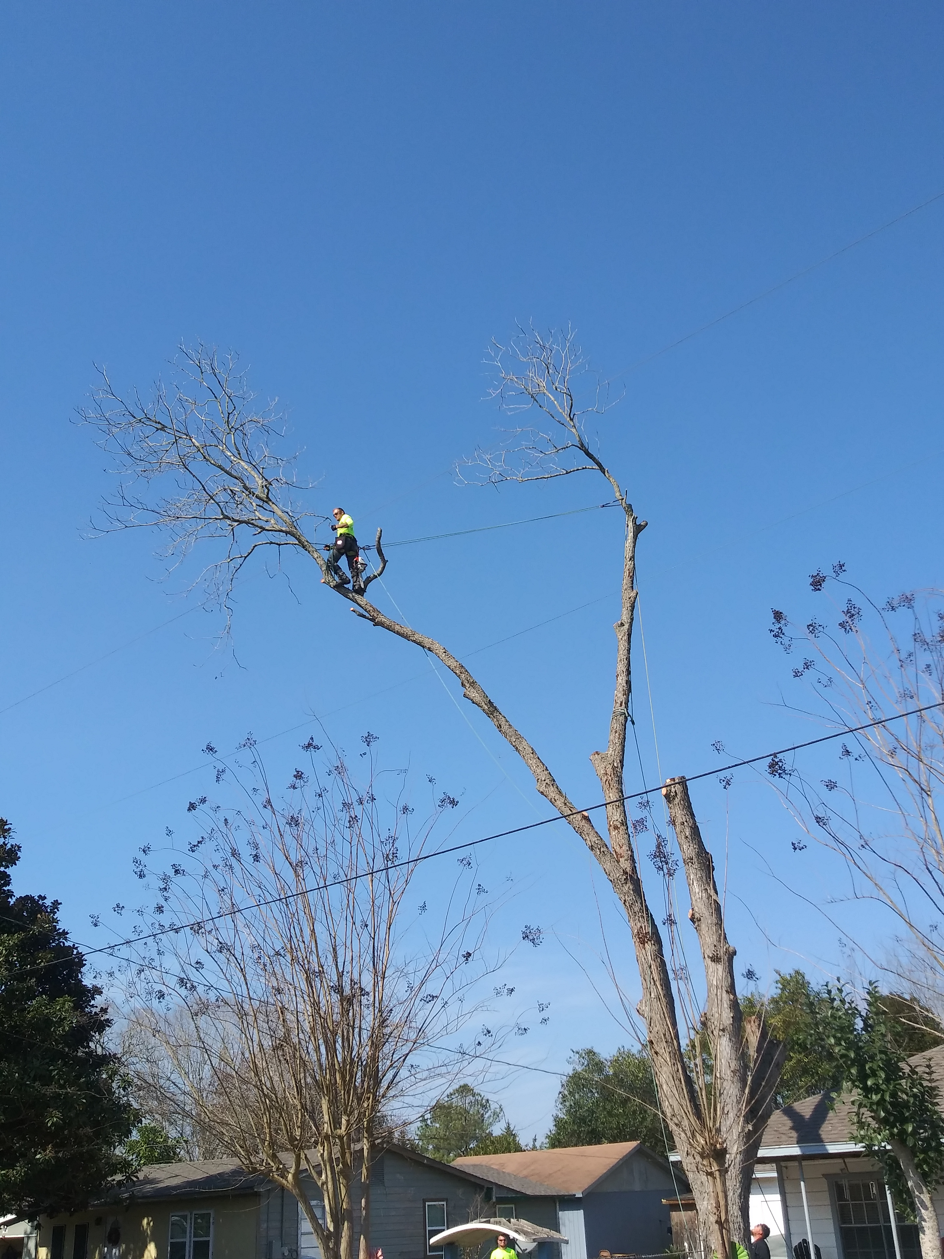 Avatar for SuperCuts tree service