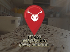 Logo for Final Pestination