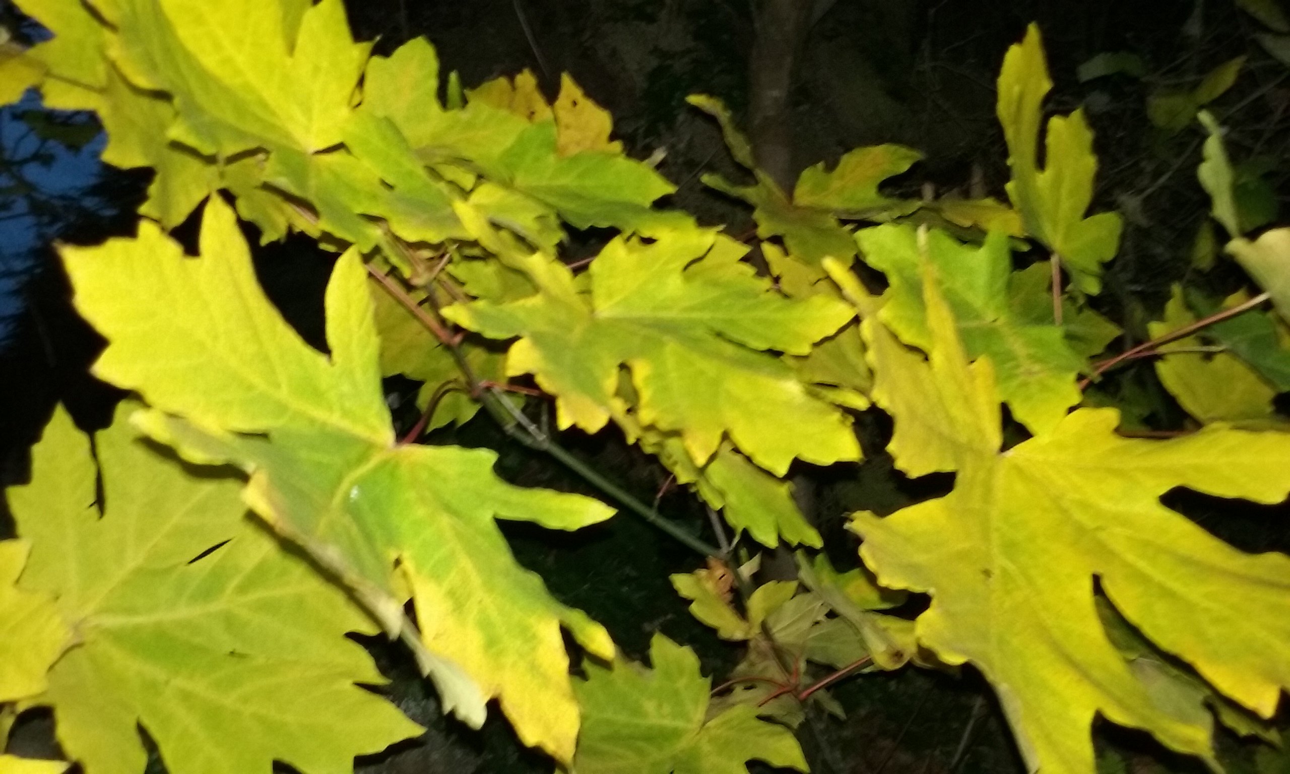 Avatar for DesignWorks NW