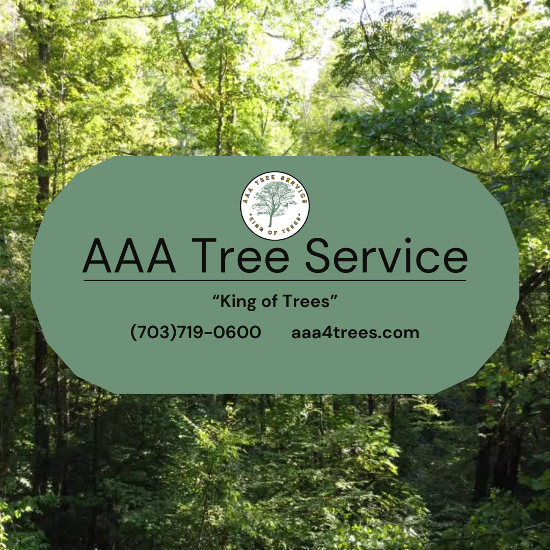 Avatar for AAA Tree Service