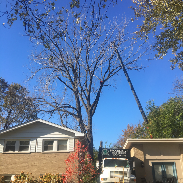 Avatar for Progressive Tree Service