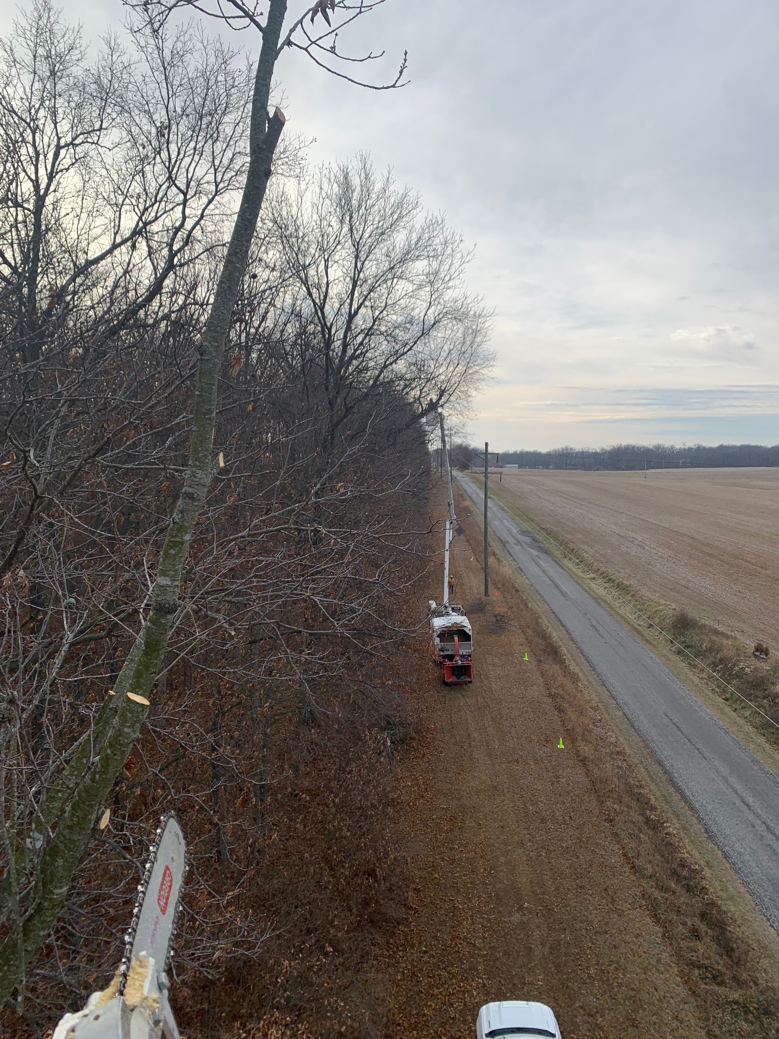 Avatar for Dark Horse Tree Service