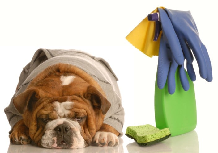 Avatar for Arise Carpet Cleaning