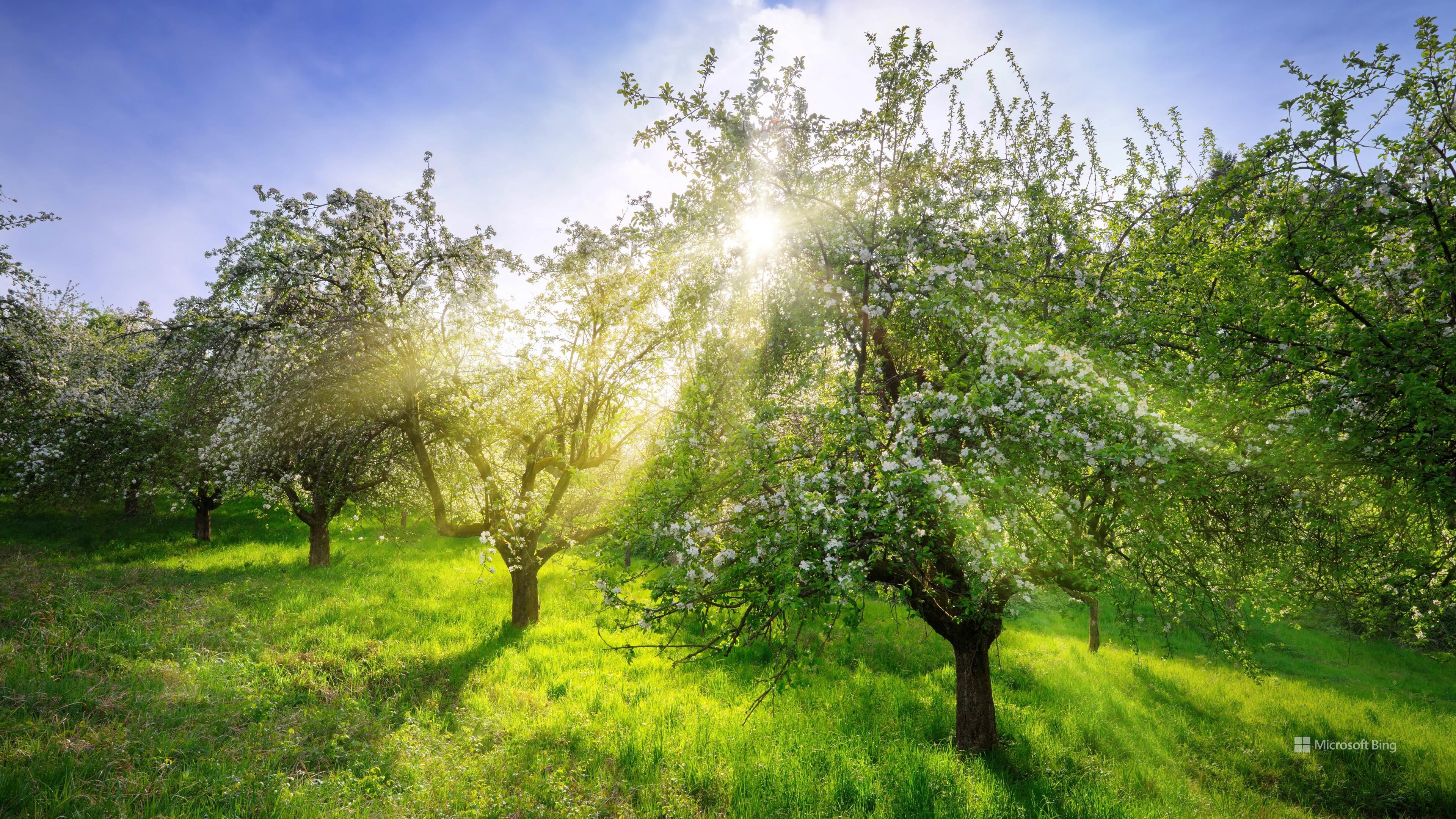 Avatar for Martin Lawnscapes