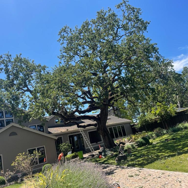 Avatar for Nature Care Tree Specialist