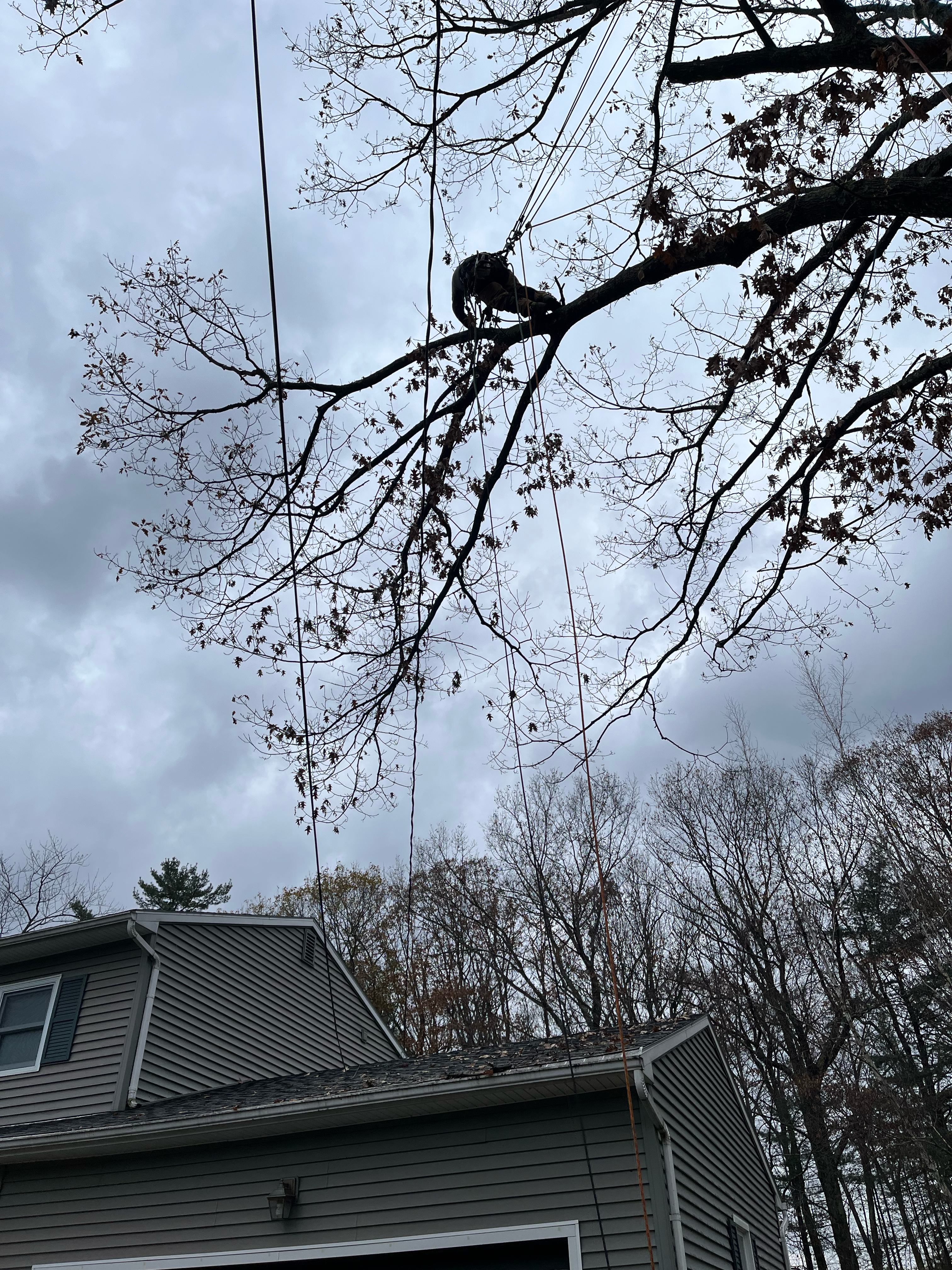 Logo for NEK Tree Workz LLC