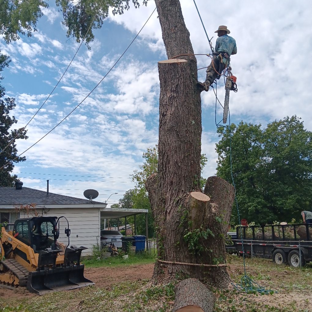 Avatar for Monteroso Tree