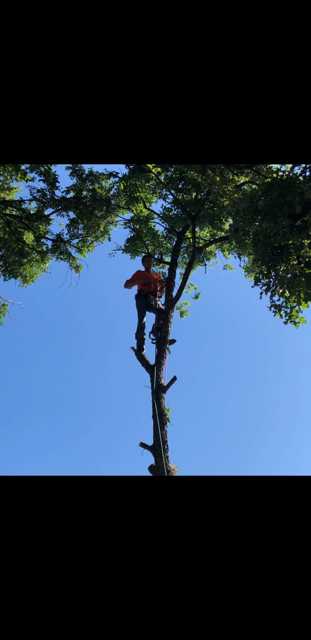 Avatar for Rock Around Tree Service