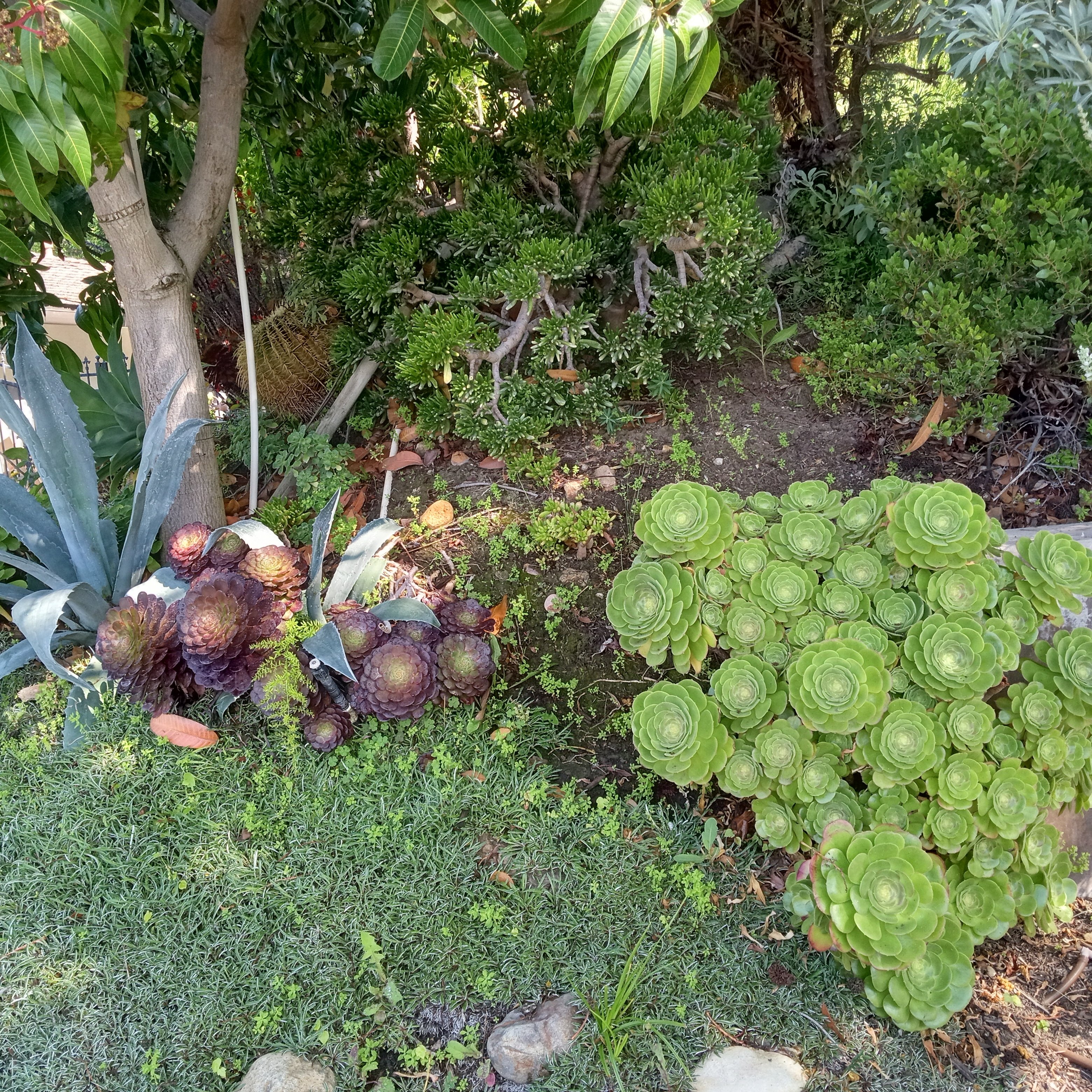 Avatar for Antonio's Landscaping