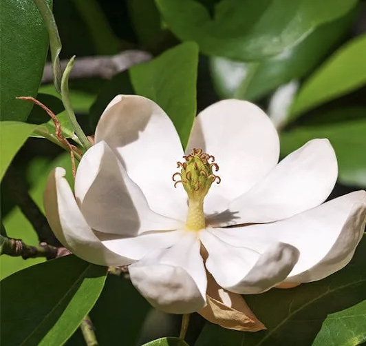 Logo for Magnolia Home Solutions