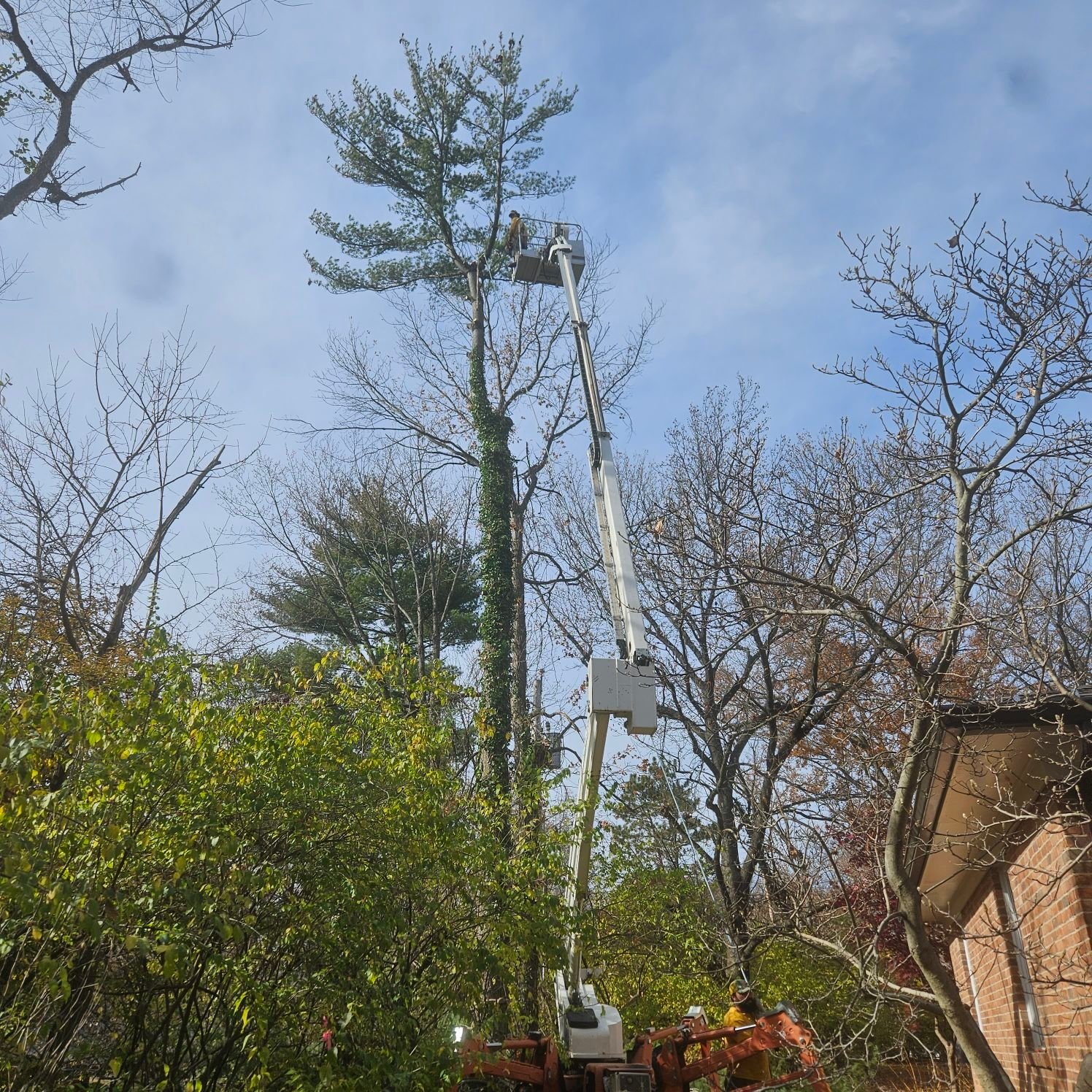 Avatar for Reynolds Tree Service