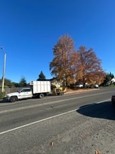 Avatar for C&L Gallardos Extreme Tree Service Inc