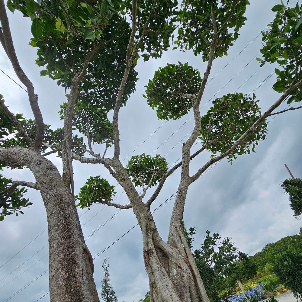 Avatar for Lopez Tree Service Inc