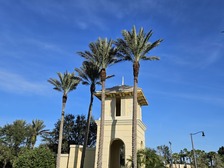 Logo for Lopez Tree Service Inc