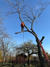 Logo for Affordable Tree Removers