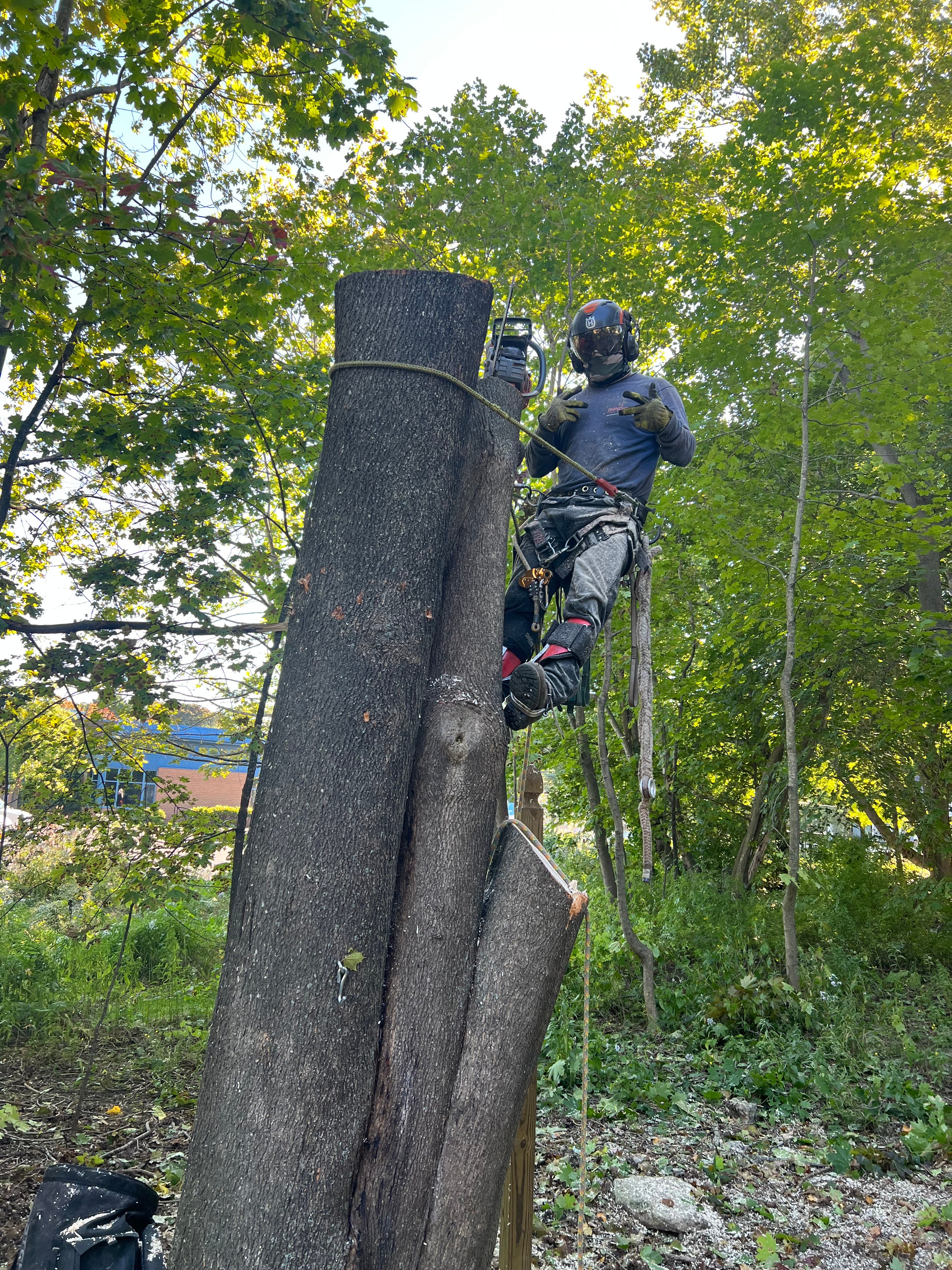 Avatar for Rodriguez tree service