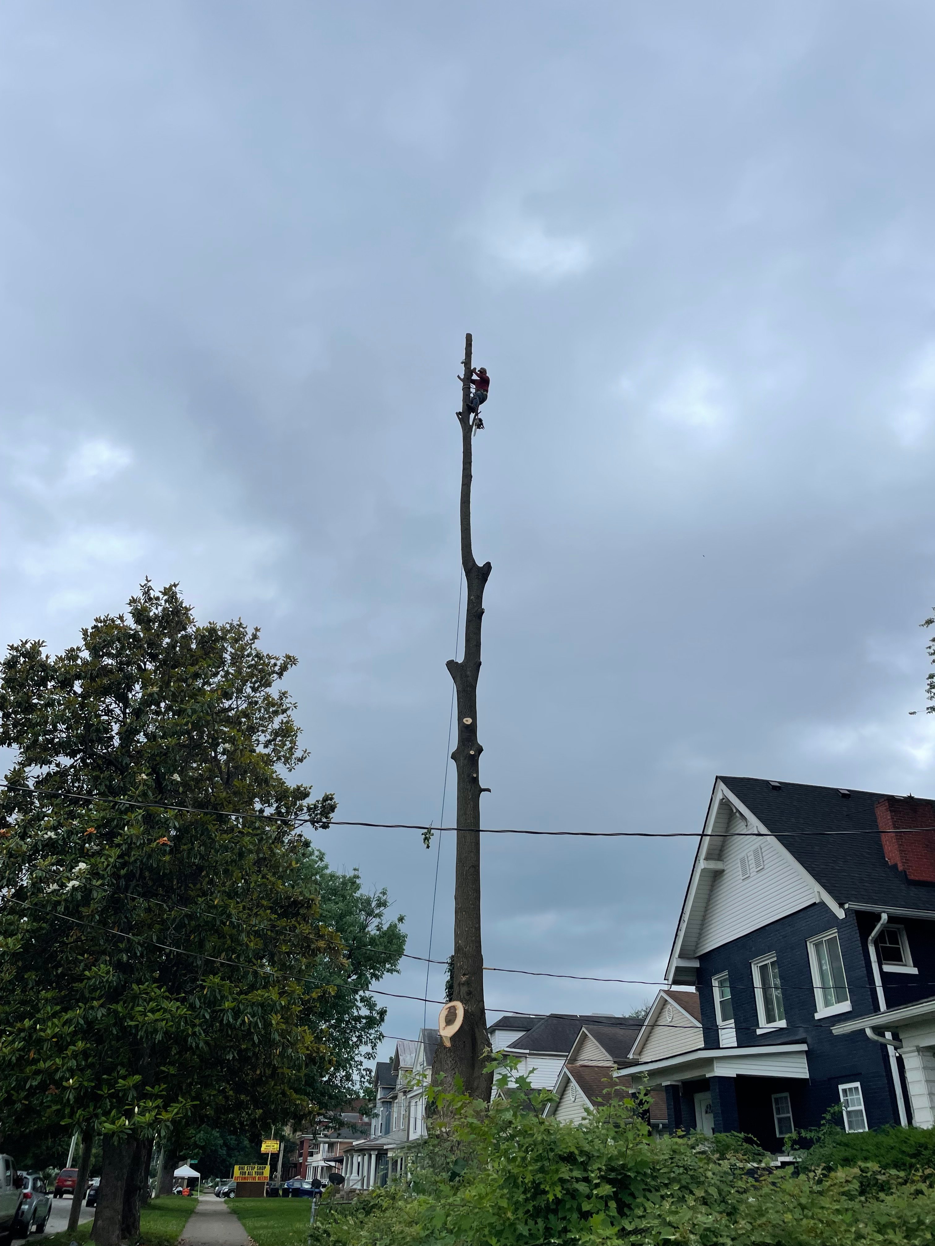 Avatar for JL Tree Service