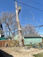 Avatar for Ace Tree Service Denver LLC