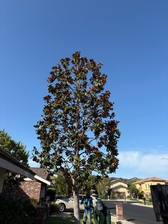 Logo for Ralph's Tree Service