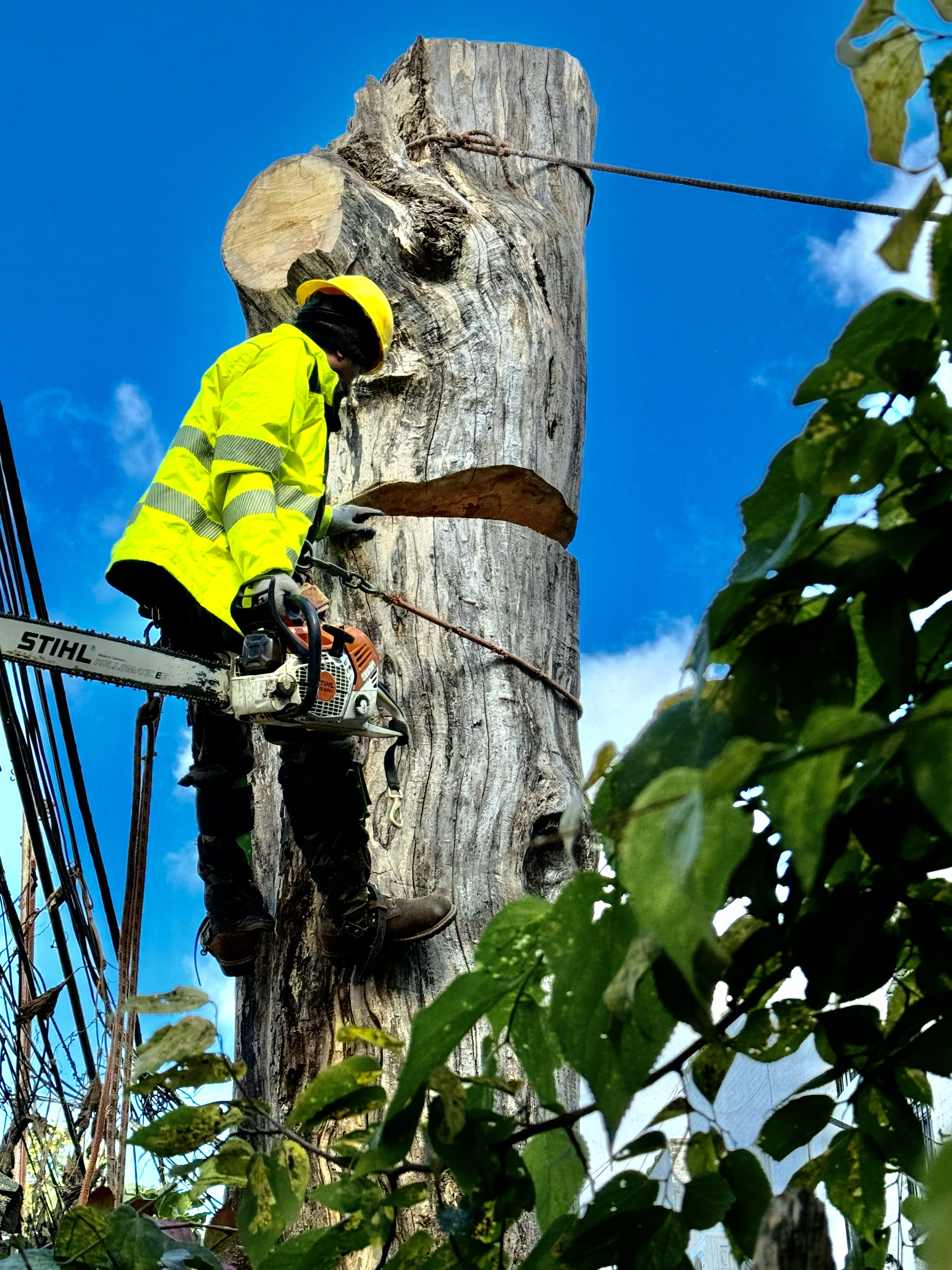 Logo for Power Tree Removal