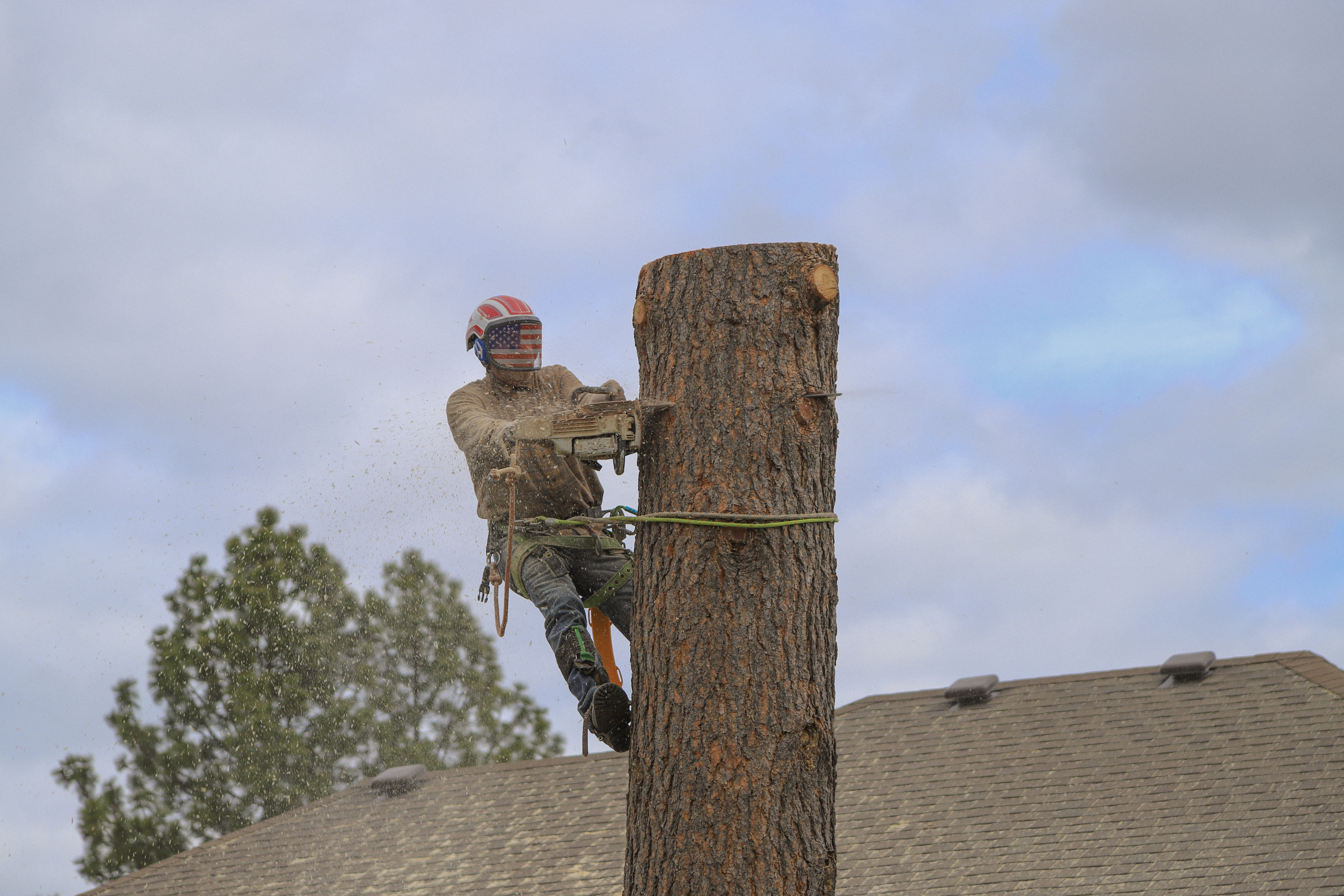 Avatar for All Seasons Tree Service