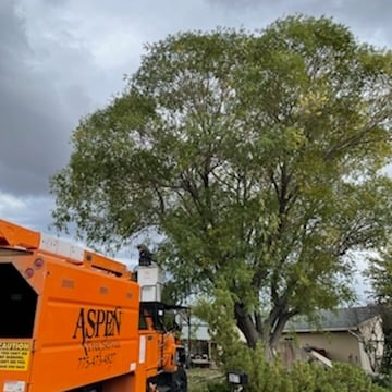 Avatar for Aspen Tree Service