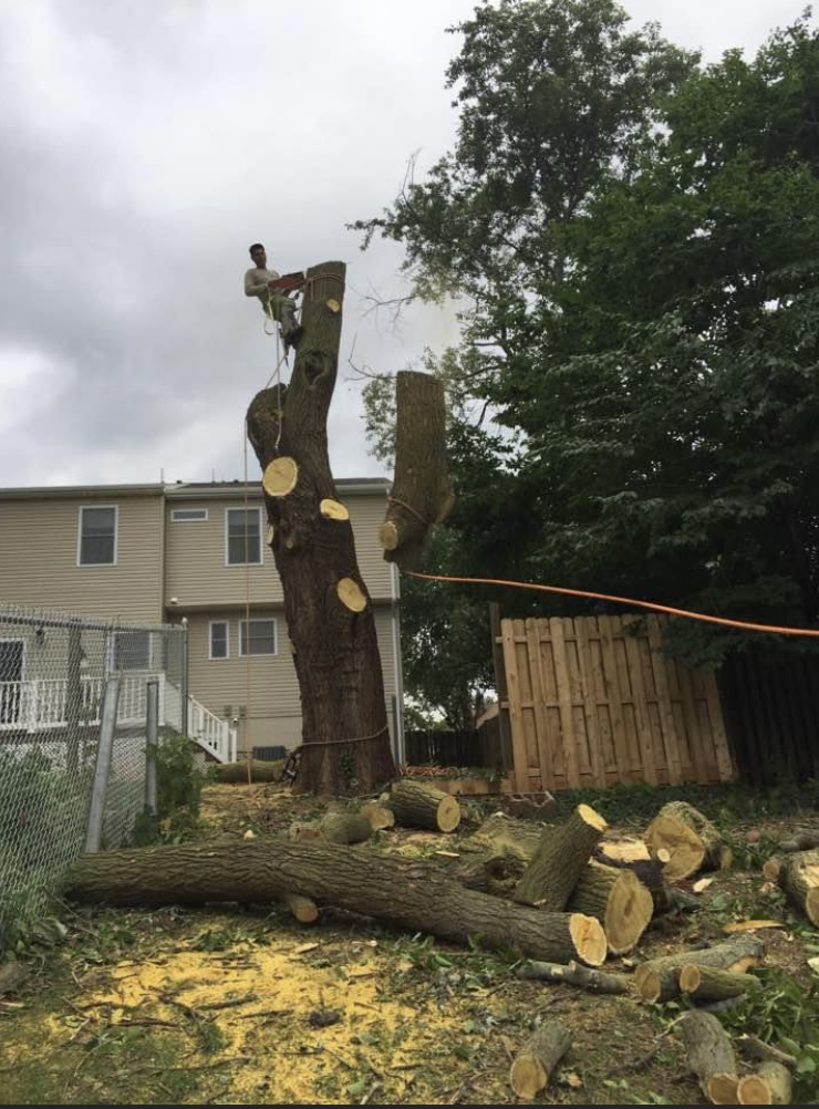 Avatar for Qualitylawn Tree Service