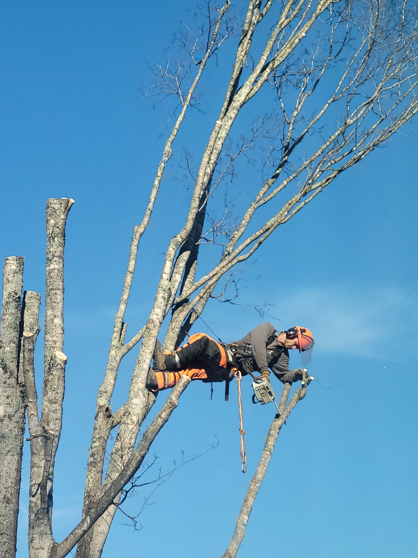 Avatar for Lafayette Tree Trimming