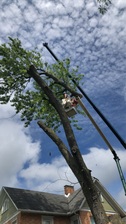 Avatar for CleanCut Tree Service
