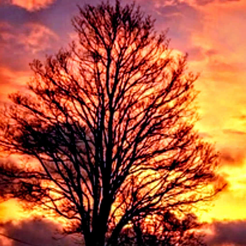 Avatar for Hawkins Tree Service LLC