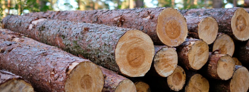 Avatar for Hernandez Cruz Tree Removal