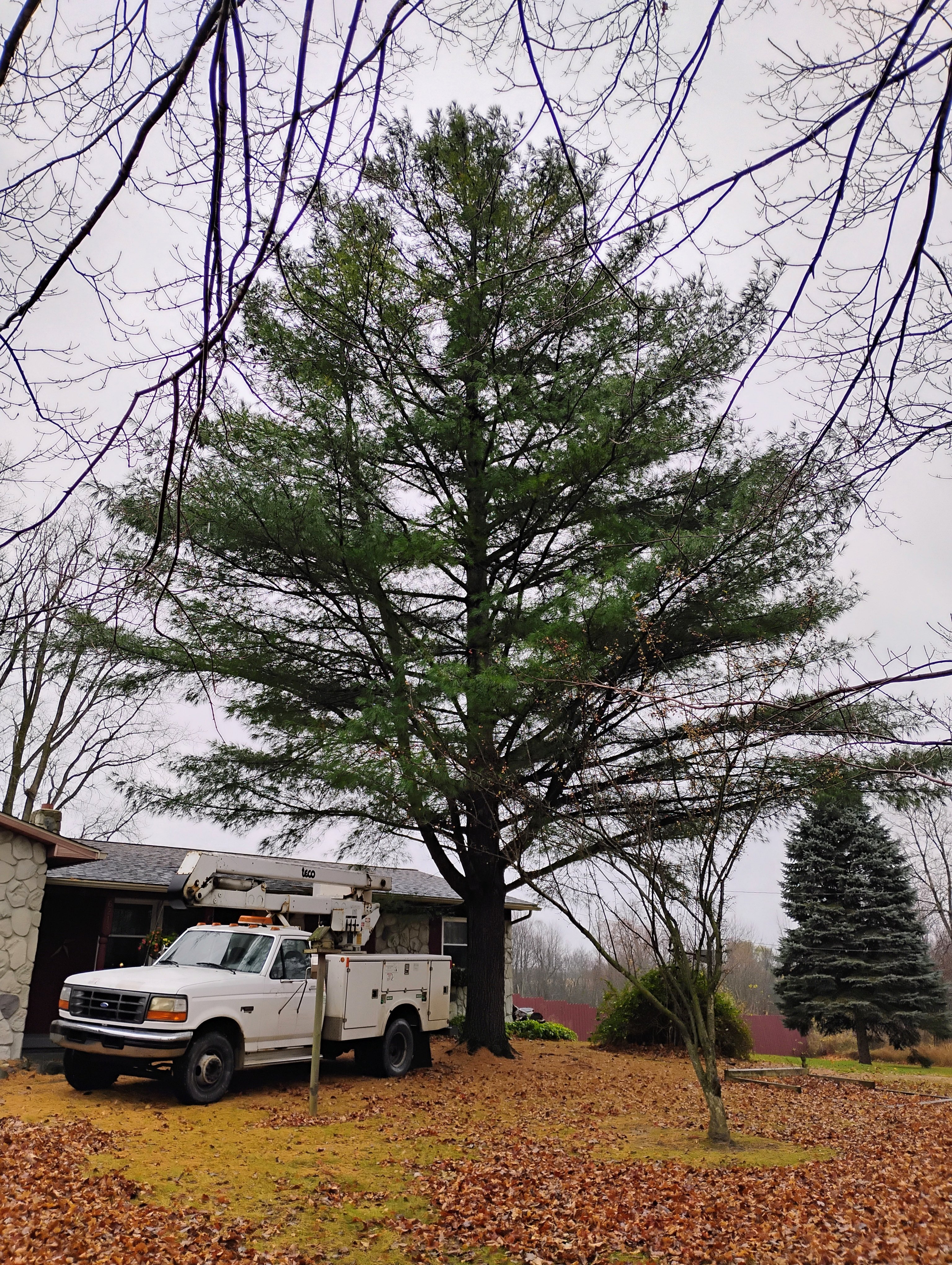 Avatar for Riddle's Tree Service