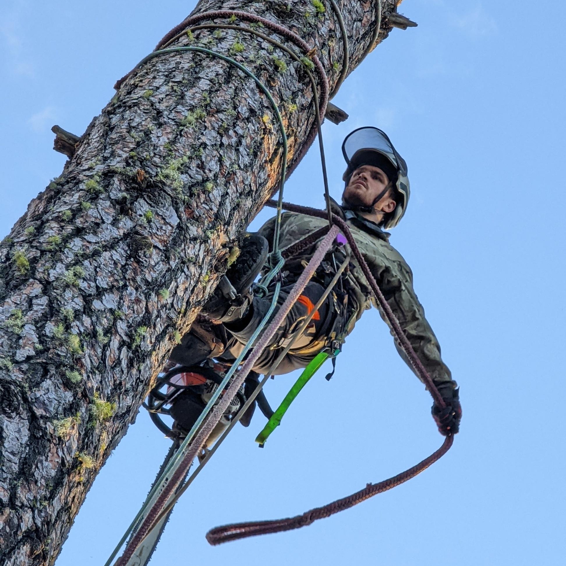 Avatar for Pomeroy Tree Care, LLC