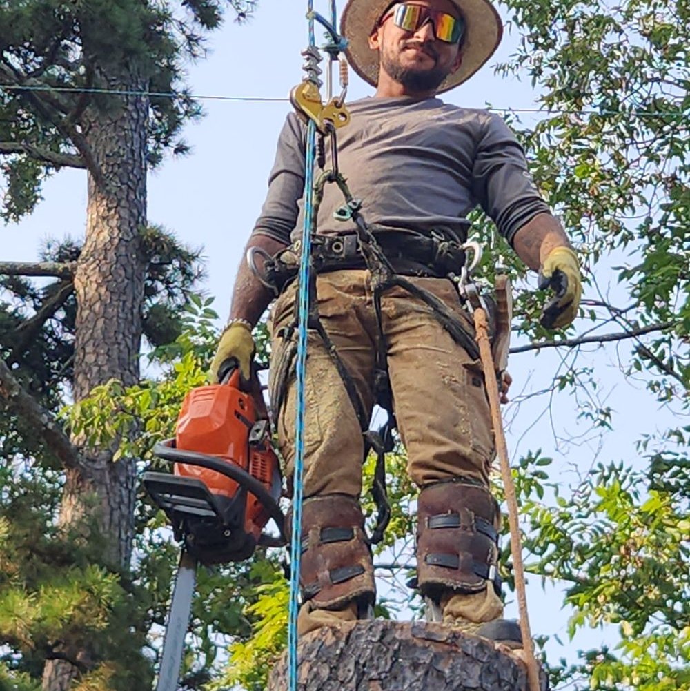 Avatar for GTZ Tree Service LLC