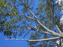 Avatar for RNS Tree Service LP