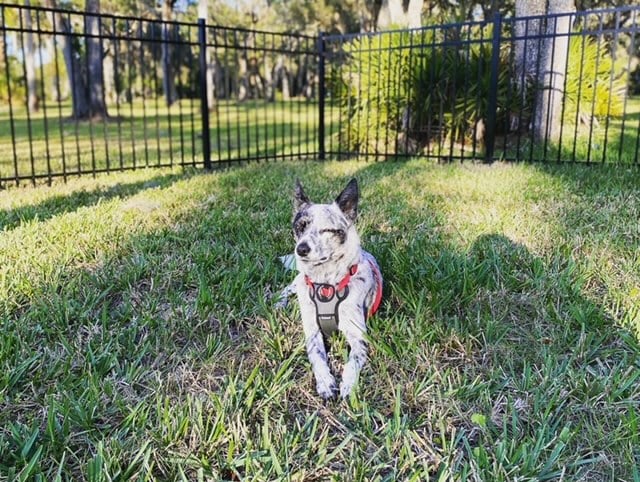 Avatar for Variety Fence LLC