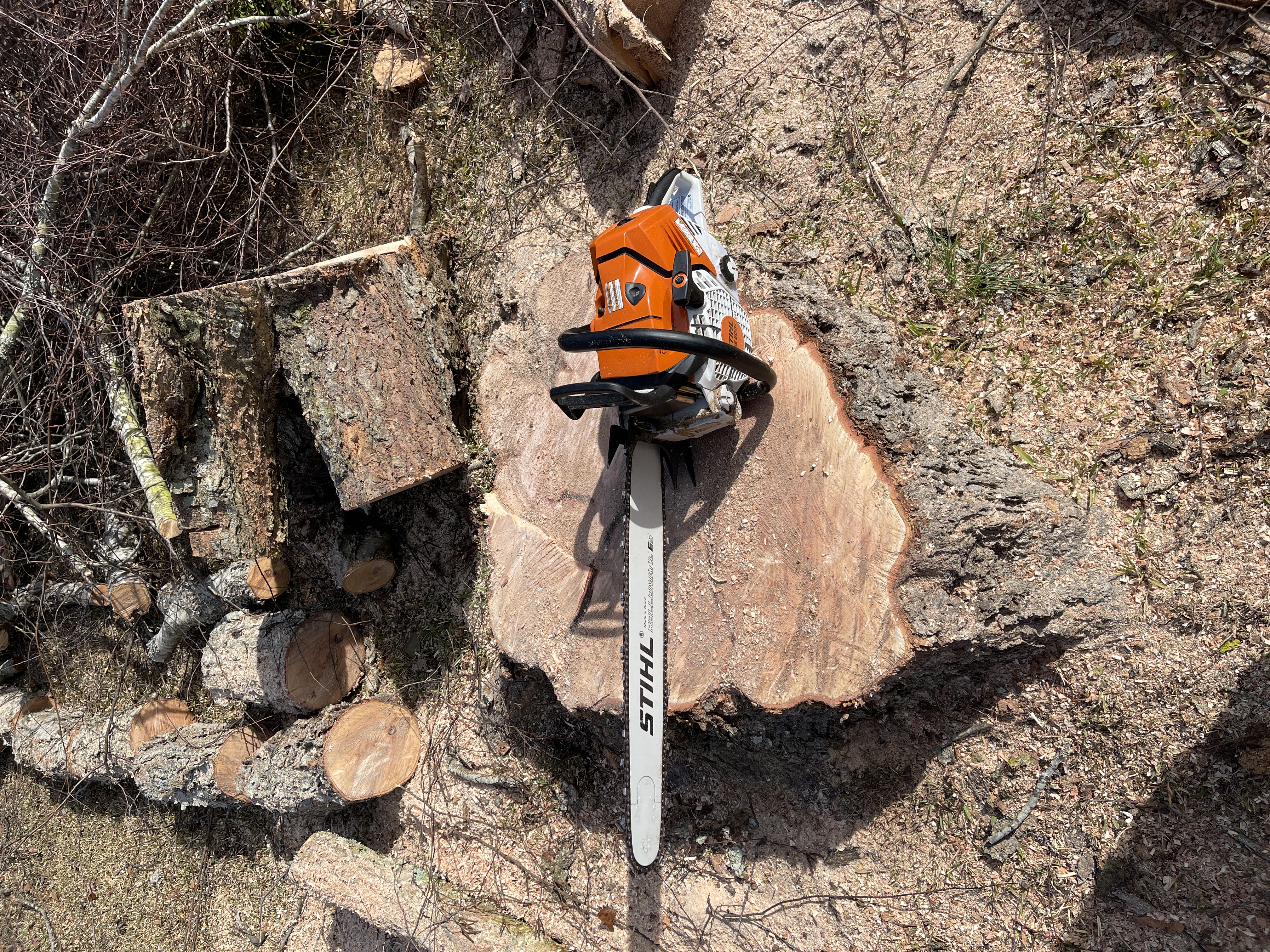 Avatar for Amore Tree Services LLC