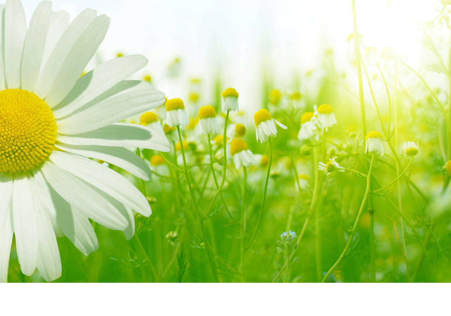 Logo for The Queen of Clean