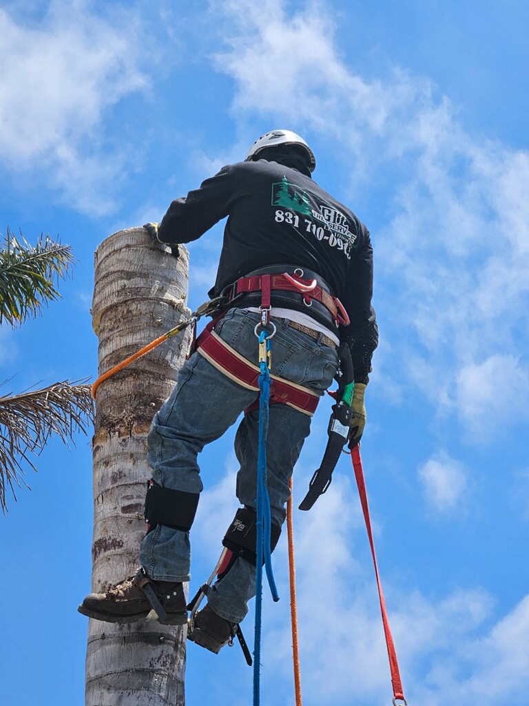 Logo for Gil Tree Service