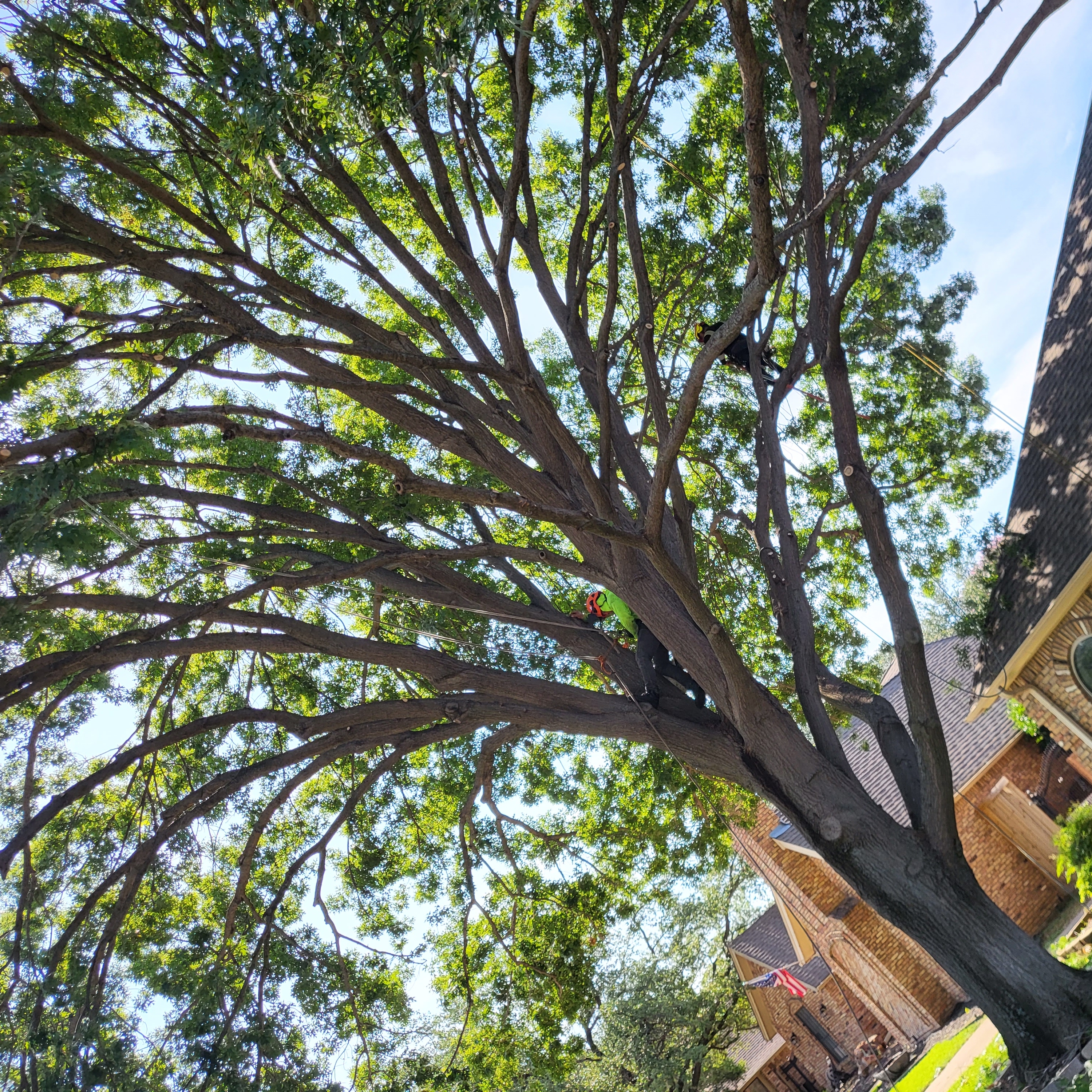 Avatar for Bladi's tree service