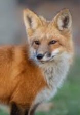 Avatar for Riverstone Wildlife Removal LLC